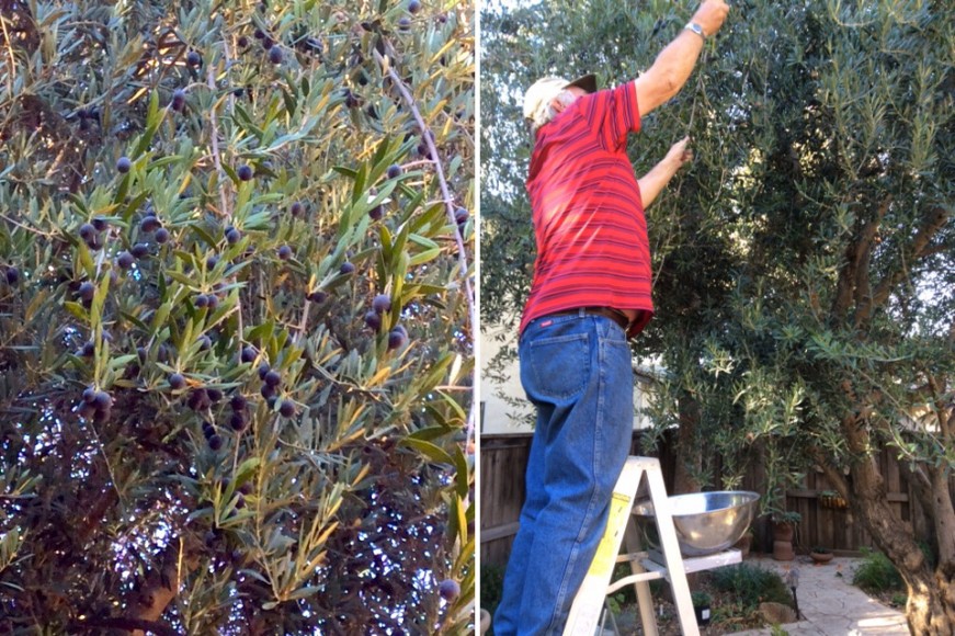 How To Cure Olives
