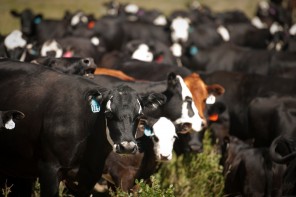 From Pasture to Plate: Raising Steaks